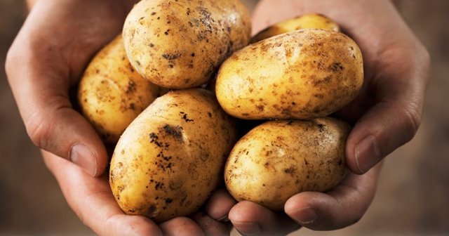 Kartof sağlamlığa zərərlidirmi yoxsa xeyirlidirmi ?