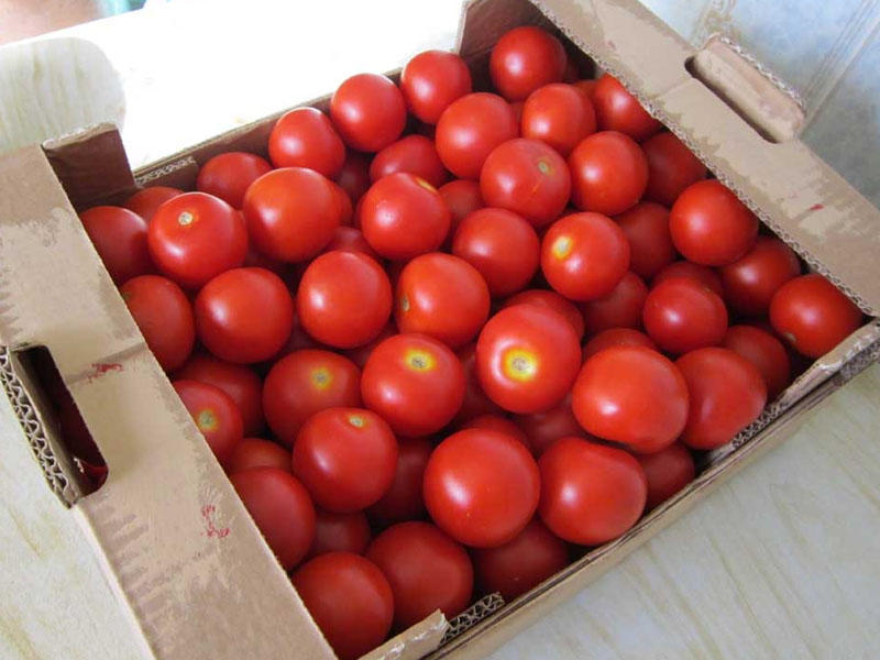 Azərbaycanla Rusiya arasında pomidor qalmaqalı - FOTO
